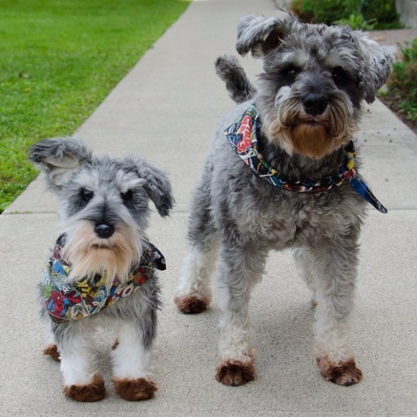 catsbeaversandducks:This Company Makes Exact Plush Toy Copies Of Your PetsThe Cuddle