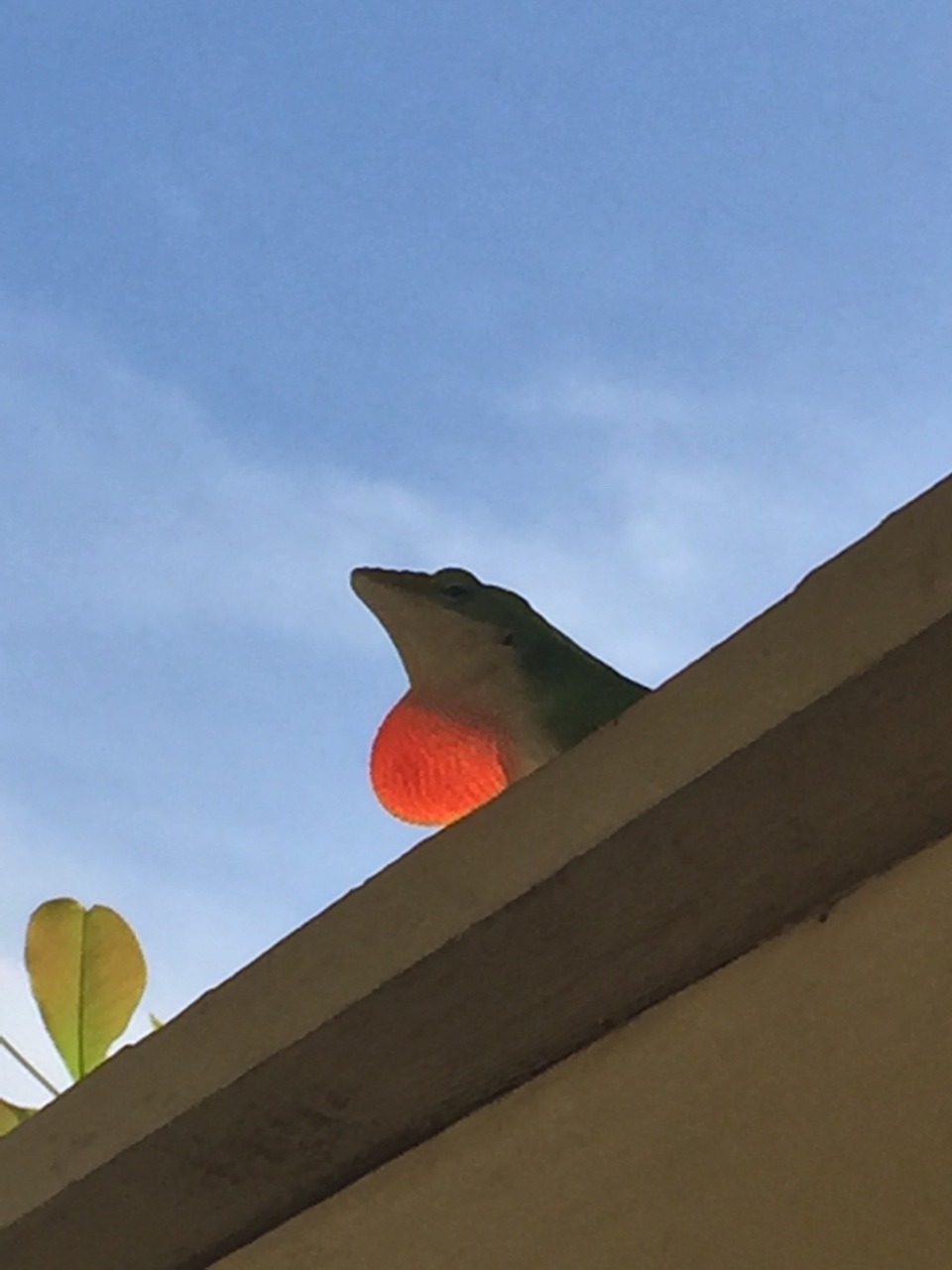 rate-my-reptile:  nizzasty:  Tried to capture a picture of lizard friend, they ran
