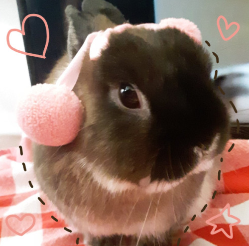 Um Updated Version Of This Post. Our Dear Sweet Boy Has Passed Away, And I Don't Even Know What To Do