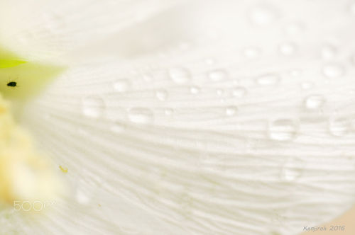euph0r14:  macro | Natural 151 (white Hibiscus syriacus and Water dro | by KenjirohTukiyama | http://ift.tt/2cetdpN 