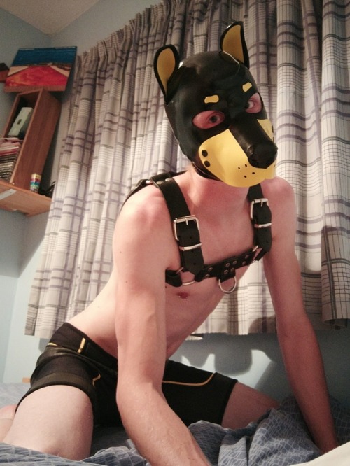 pup-rolo: Puppy’s rubber hood arrived from @mr-s-leather today, even with a cute note from Pup