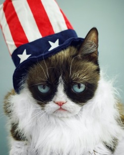 The Official Grumpy Cat's Tumblr