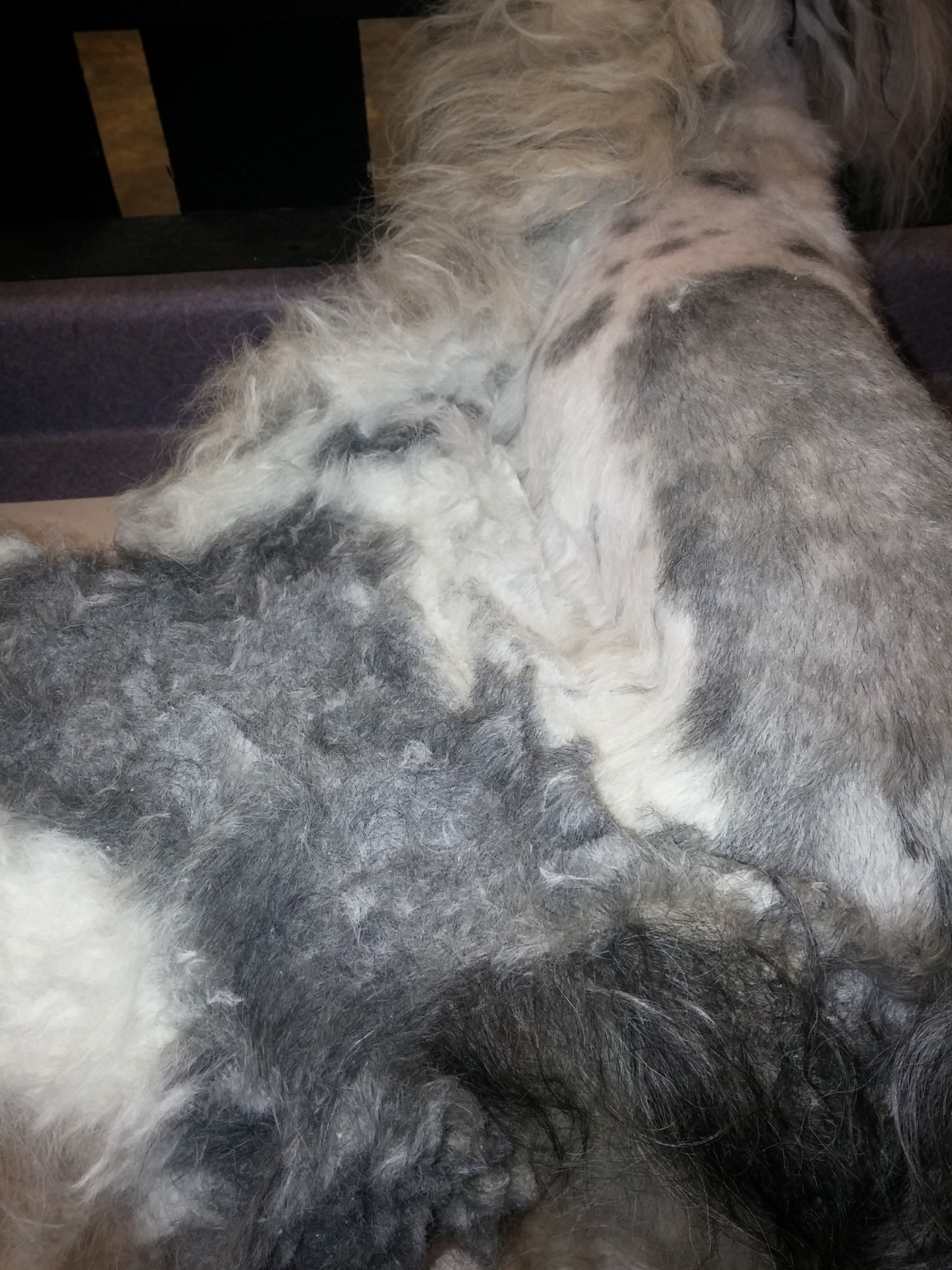 mooseings:  fortheloveoffurrythings:  *Sigh* Alright, pet owners. We need to have