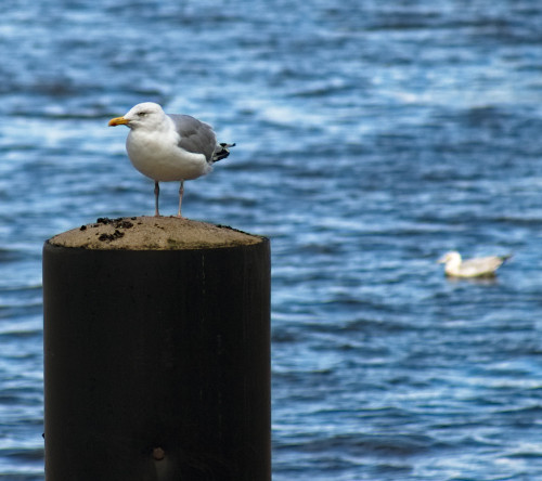 seeseagulls