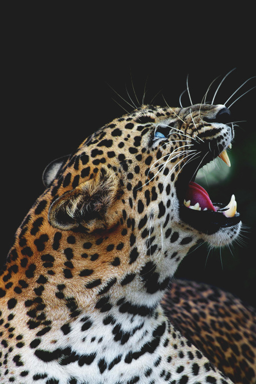 mistergoodlife:  Blue eyed beast ║ Via ║ Goodlife