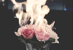 epic-flower:  roses on Tumblr on We Heart It.