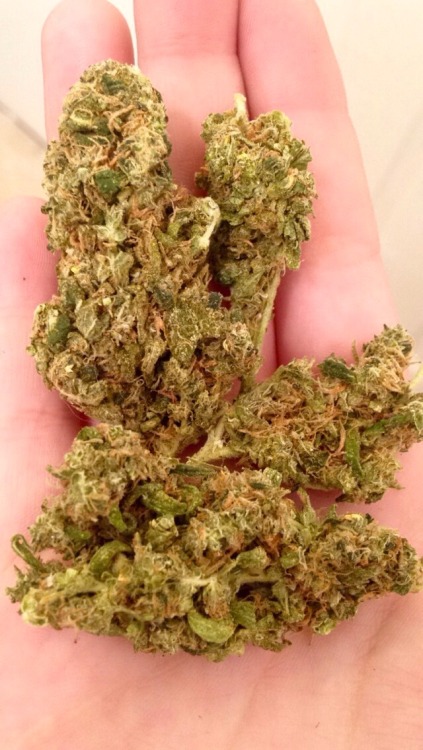 nothingbutbud:  666-grams:  Weed man made a delivery today 👽🌿  Marijuana Info