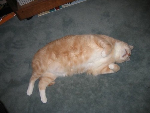 unflatteringcatselfies: His name is Marshmallow and he’s both long and fat.