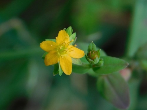 Hypericum laxum