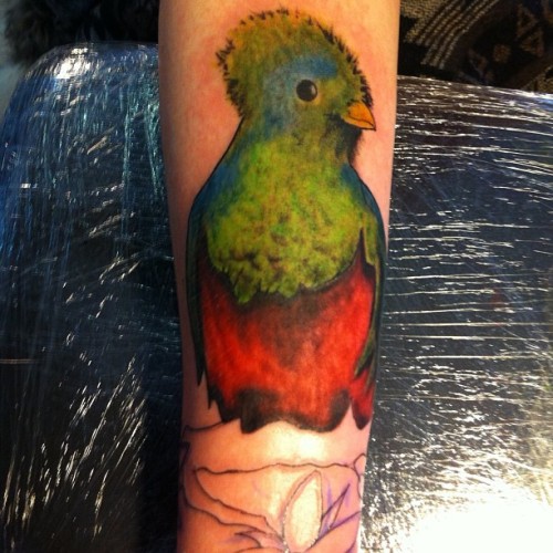Meet Nigel, he is a quetzal, isn’t e beautiful @loadedfortyfourtattoo #tattoo #bird #quetzal #