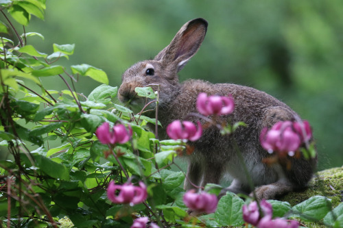 michaelnordeman:Mountain hare/skogshare.