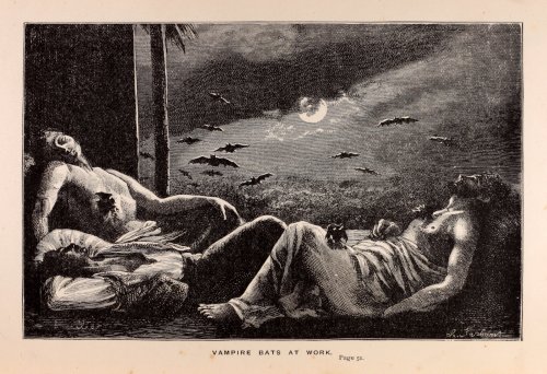 Vampire bats at work Frank Redcliffe A story of Travel and Adventure in the Wilds of Venezuela 1883