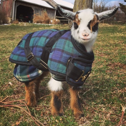 babygoatsandfriends: bridle: My perfect little Albus! !