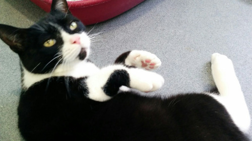 Cat of the DayMolly, from Battersea Dogs and Cats Home, London. Click here for more info on adoption