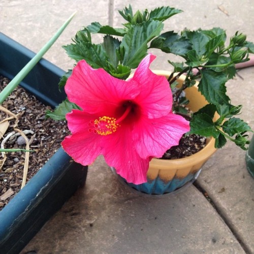 Thought my #Begonia had died, but she proved me wrong! #Beautiful #Flower #SoCal #Trader_Joes #Vibra