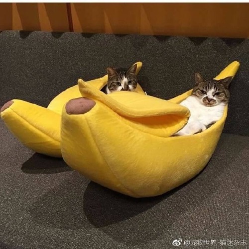 bears-official:good and noble catten rest in the Bananae of Coze
