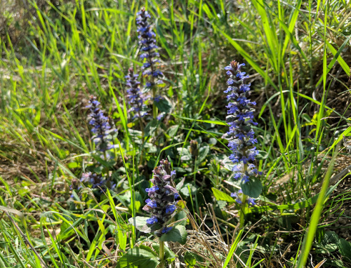 Ajuga reptans, LamiaceaeHowever common and widespread bugle might be across Europe and the British I