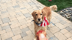 neauxbodee:ctron164:snizzydoesit:tastefullyoffensive:Video: Fritz the Golden Retriever is Hilariously Terrible at Catching FoodQuite possibly the most uncoordinated dog ive ever seen lol  LOL !! elegantpaws goddesscru babycakesbriauna  LMAO