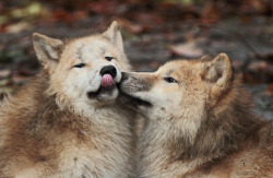 thatwanderinglonewolf:  hudsonbay wolf artis