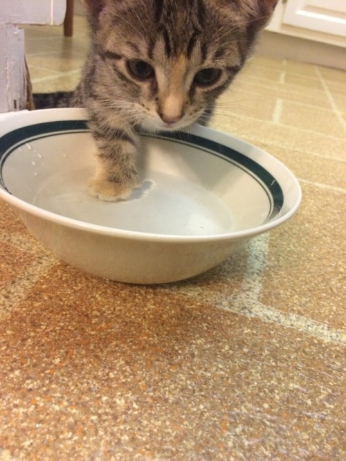 unflatteringcatselfies:chica stands in the water when she drinks