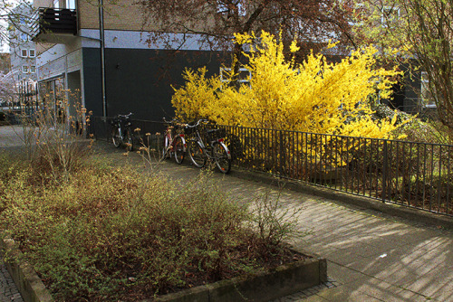 A shining forsythia bush in Braunschweig.