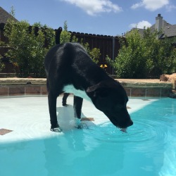 Handsomedogs:  Mia Loves Chasing The Polaris Around. She Just Learned How To Swim