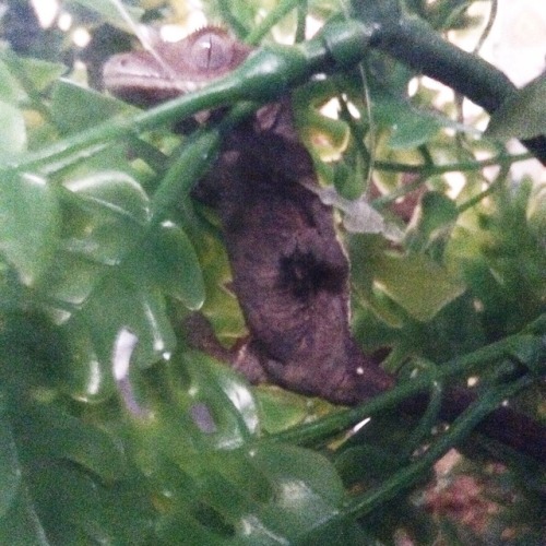 LOOK AT MY LIZORD(asktheleopardskinjasperfam)WHAT A GOOD LIZARD