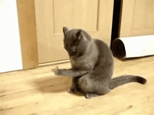 Baby Animal Posts