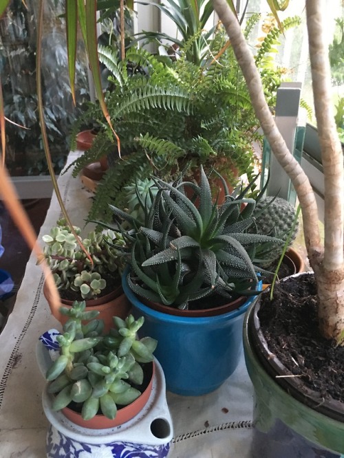 deputychairman: Today was cool &amp; cloudy and I repotted lots of my little plants, and sprayed