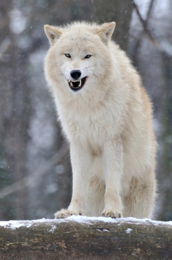 llbwwb:  500px / The Mean Wolf by Josef Gelernter