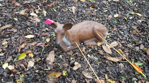 A few photos showing the shoot today. Note the pink tape on 3d ears. It’s so you know it’s the target and not one of the wild deer wondering in the woods.