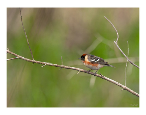 Bay-breasted Warbler (Setophagacastanea) Photographed by Gerard Pas © during the spring migration at