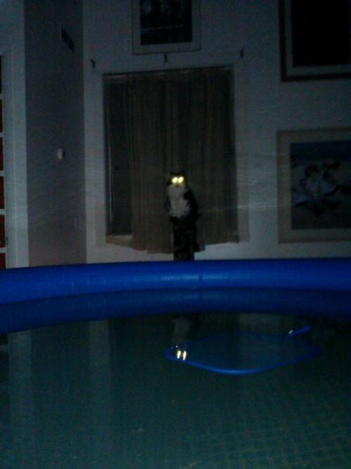 thesheriffsgirl:my cat. Wondering why there is a pool where the couch used to be. he is unhappy. 