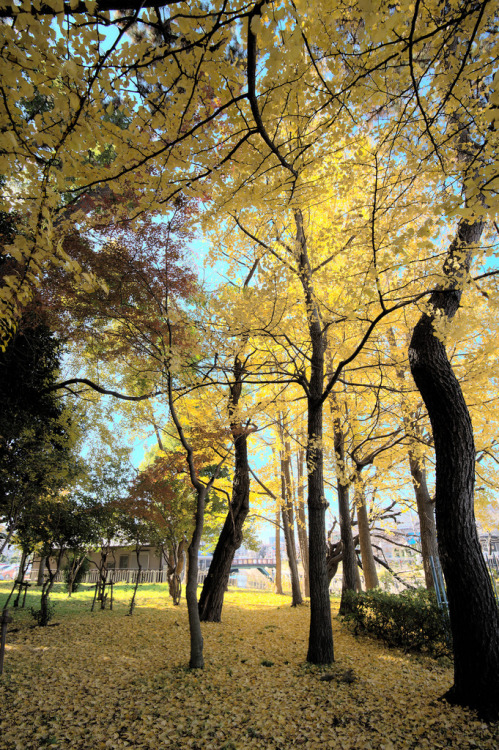 m3411:yellow tree 2013/12/8撮影 D600,18mm,F8.0,ISO200,1/50 #flickstackrFlickr: flic.kr/p/ijfQyA