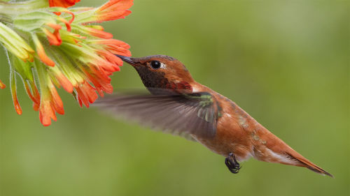 Hummingbirds can count their way to foodTiny, feisty rufous hummingbirds are known for their long mi