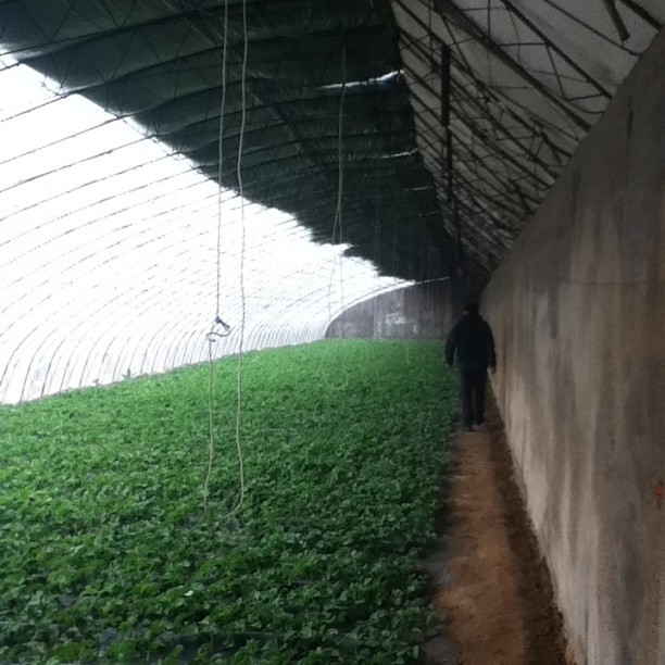 Strawberry picking outside Dalian. #studyabroad #china  #dalian #strawberry