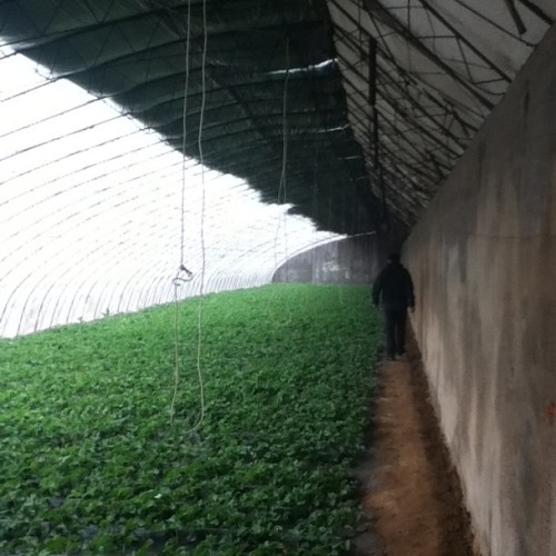 Sex Strawberry picking outside Dalian. #studyabroad pictures