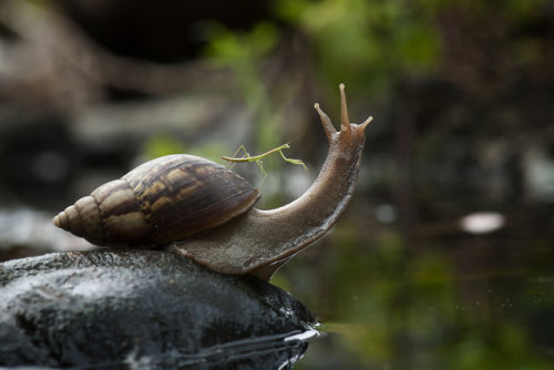 welele:  Una mantis cabalgando un caracol, porn pictures