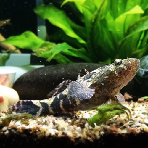 fishfie: Marbled goby ( Oxyeleotris marmorata )