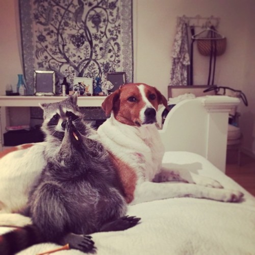 awesome-picz:    Orphaned Raccoon Rescued By Family With Dogs Thinks She’s A Dog, Too. 