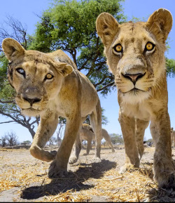 man-vs-weed:  In this video, photographer Chris McLennan straps a Ū,300 Nikon D800 to an off-road RC car then drives it right into a pride of lions!  