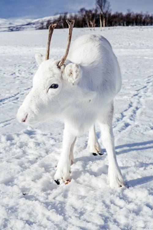(via  Mads Nordsveen saw this xxtremely rare white baby reindeer while hiking in Norway : NatureIsFu