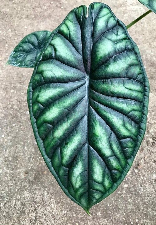 rodentmancy:Alocasia Baginda “Dragon Scale”