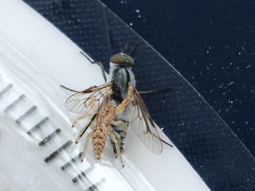 nanonaturalist:  This jumping spider scored big! Austin Zoo, September 28, 2018