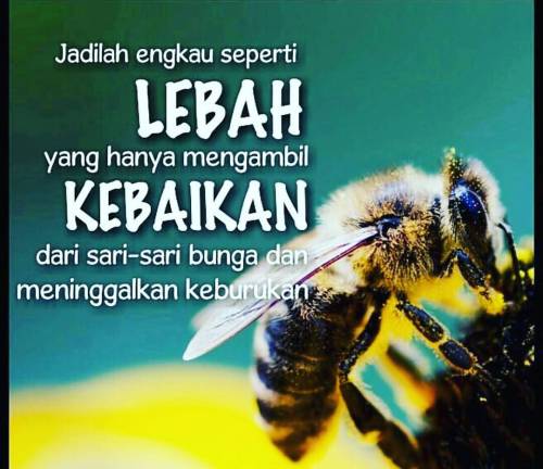 Danang Apriadi Jadilah Engkau Seperti Lebah Yang Hanya Mengambil