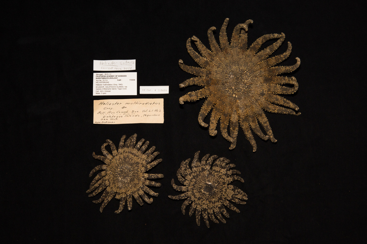 Sunstar / CAS-IZ 115659
Scientific name: Heliaster solaris (formerly H. multiradiatus)
Locality: ECUADOR: GALAPAGOS ISLANDS: Isla Isabela [=Albemarle Island]: Tagus Cove
Collector: W.H. Ochsner
Collection: Invertebrate Zoology and Geology, image ©...