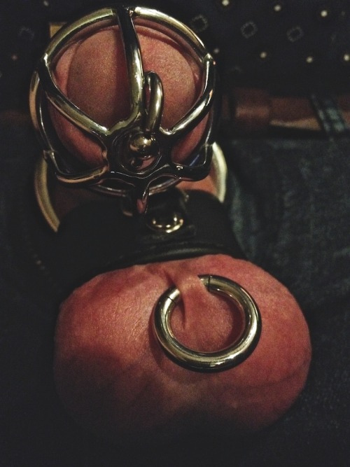 my-kinky-me: My current setup: dick locked (into my third week now), balls stretched and both pierc