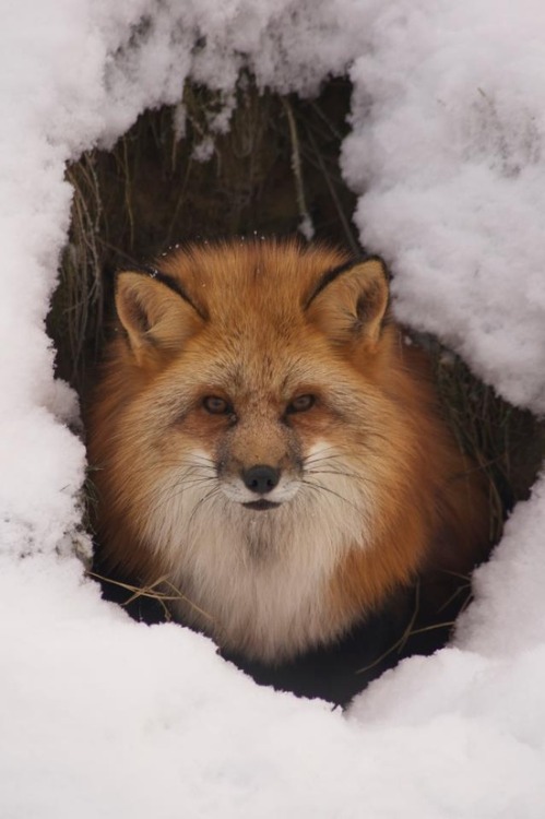 XXX Warm winter den (Red Fox) photo