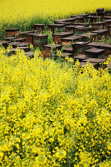 odditiesoflife:Rapeseed Flower Fields, ChinaThe stunning yellow landscape features field after field of rapeseed flowers, otherwise known as canola flowers. Rapeseed is grown for the production of animal feed, vegetable oil and biodiesel. These fields