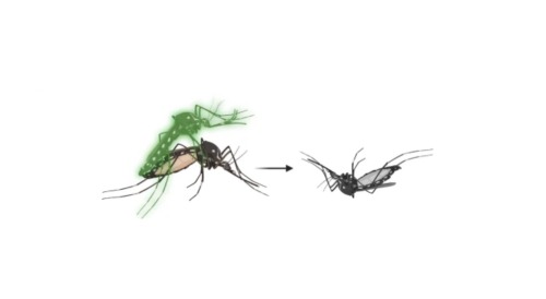 On the left is two mosquitos mating, the female on the bottom, the male on top being green to indicate it has been genetically edited. An arrow from the two mosquitos points to an image of the female upside down, dead, after being poisoned by the male's semen. 
